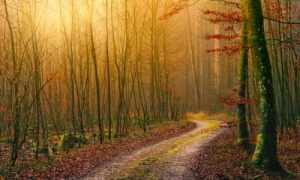 Różaniec do św. Pielgrzyma